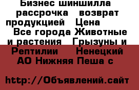 Бизнес шиншилла, рассрочка - возврат продукцией › Цена ­ 4 500 - Все города Животные и растения » Грызуны и Рептилии   . Ненецкий АО,Нижняя Пеша с.